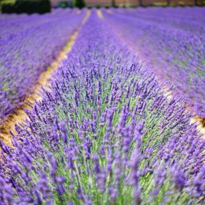 Provence